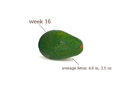16 Weeks Pregnant Baby Size Fruit