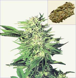 Big Cannabis Bud