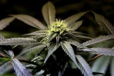 Cannabis Bud Development