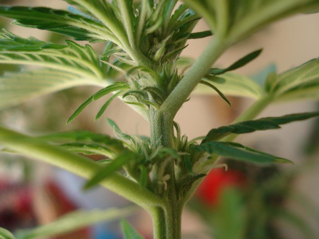 Cannabis Bud Development