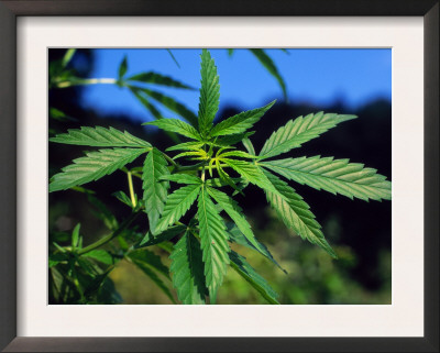 Cannabis Indica Homeopathic
