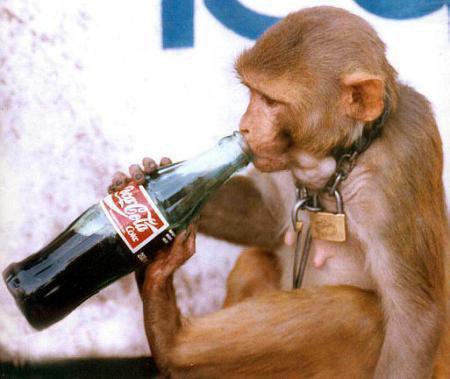 Funny Images Of Animals Drinking
