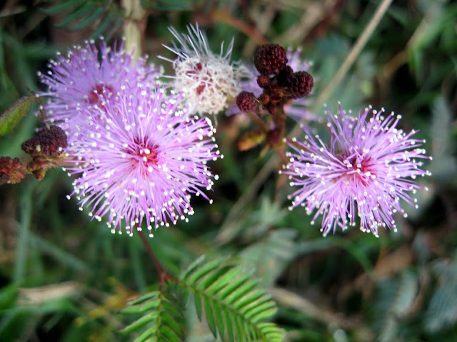 Indian Flowers Name In English With Images