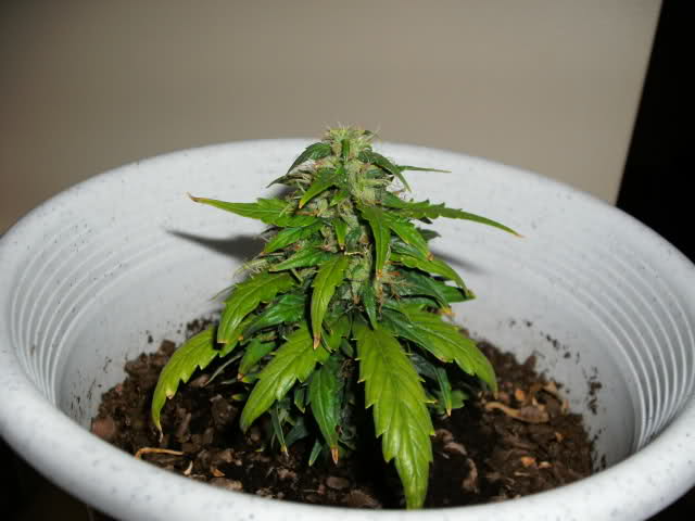 small-cannabis-plants-flowering-29.jpg