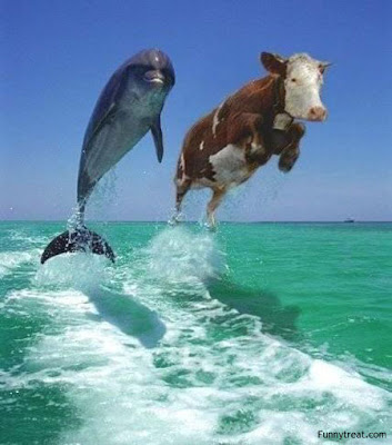 Very Funny Photos Of Animals Com